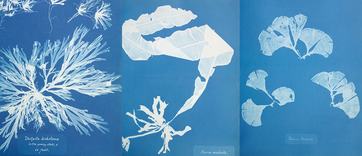 anna-atkins-british-algae-cyanotypes-full-width.jpg.thumb.1920.1920.jpg