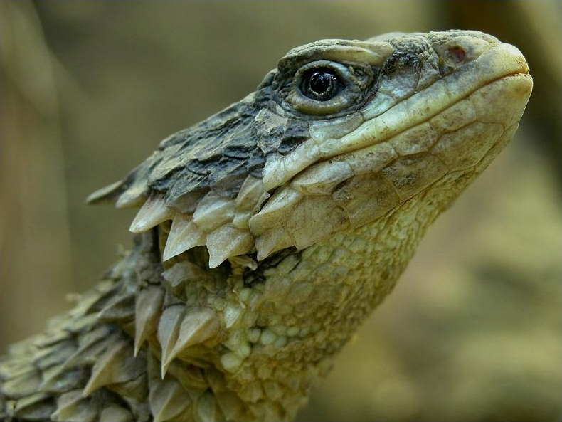 Cordylus_giganteus.jpg