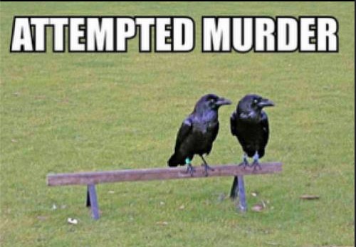 murder.jpg
