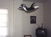 flying cat2.jpg