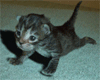 7625773.gif