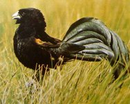 EuplectesJacksoni1.jpg EuplectesJacksoni1.jpg