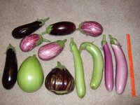 eggplant-line-up.jpg