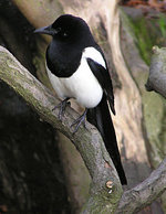 250px-Magpie_arp.jpg