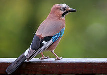 300px-Garrulus_glandarius_B_Luc_Viatour.jpg