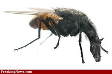 Horse-Fly-29892.jpg