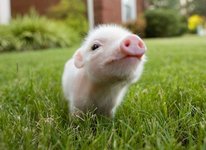 cute piggy.jpg