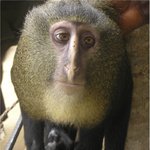 Lesula (Cercopithecus lomamiensis).jpg