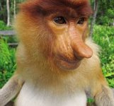 proboscis monkey.jpg