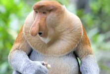 provoscis monkey1.JPG