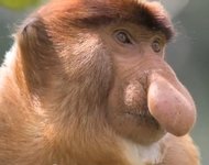 provoscis monkey2.JPG