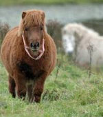 pony.jpg