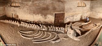 skeleton-sperm-whale-yorkshire.jpg