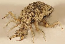 antlion-2.jpg