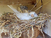 220px-Canary_nesting.jpg