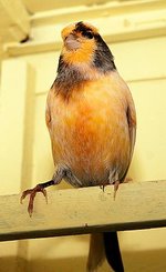 240px-Canary_perched_inside_cage.jpg