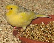 250px-Yellow_finch_1.jpg