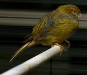 240px-Domestic_Canary_-_Serinus_canaria.jpg