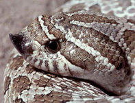 westernhognosesnout.jpg westernhognosesnout.jpg