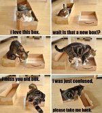 cat+boxes.jpg
