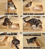 cat+boxes.jpg