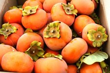 persimmon.jpg