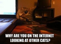 why-are-you-on-the-internet-looking-at-other-cats.jpg