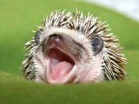 funny-and-cute-hedgehog-1.jpg