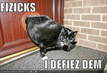 images-defy-physics-pet-door.jpg