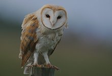 Tyto-alba2.jpg