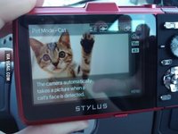 cat photos.jpg