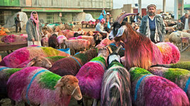 afghani-colored-goats.jpg