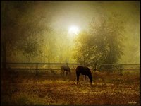 Moonlight horses.jpg