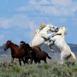 Horses Fighting - 1.jpg