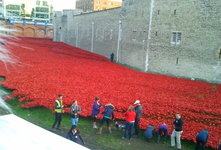 poppies cropped.jpg