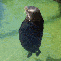 avatar18_1d.gif