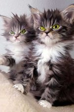 ElectroKittens-MainImage-5-186x279.jpg