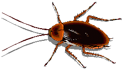beetle_8.gif