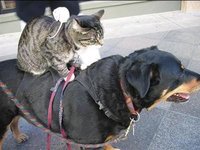 cat-riding-dog.jpg