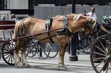 Pferdekutsche-Montreal-SPCA.jpg