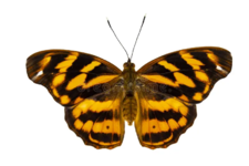 1745126305939.png
