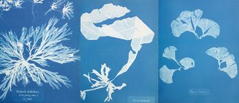anna-atkins-british-algae-cyanotypes-full-width.jpg.thumb.1920.1920.jpg