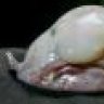 Blobfish